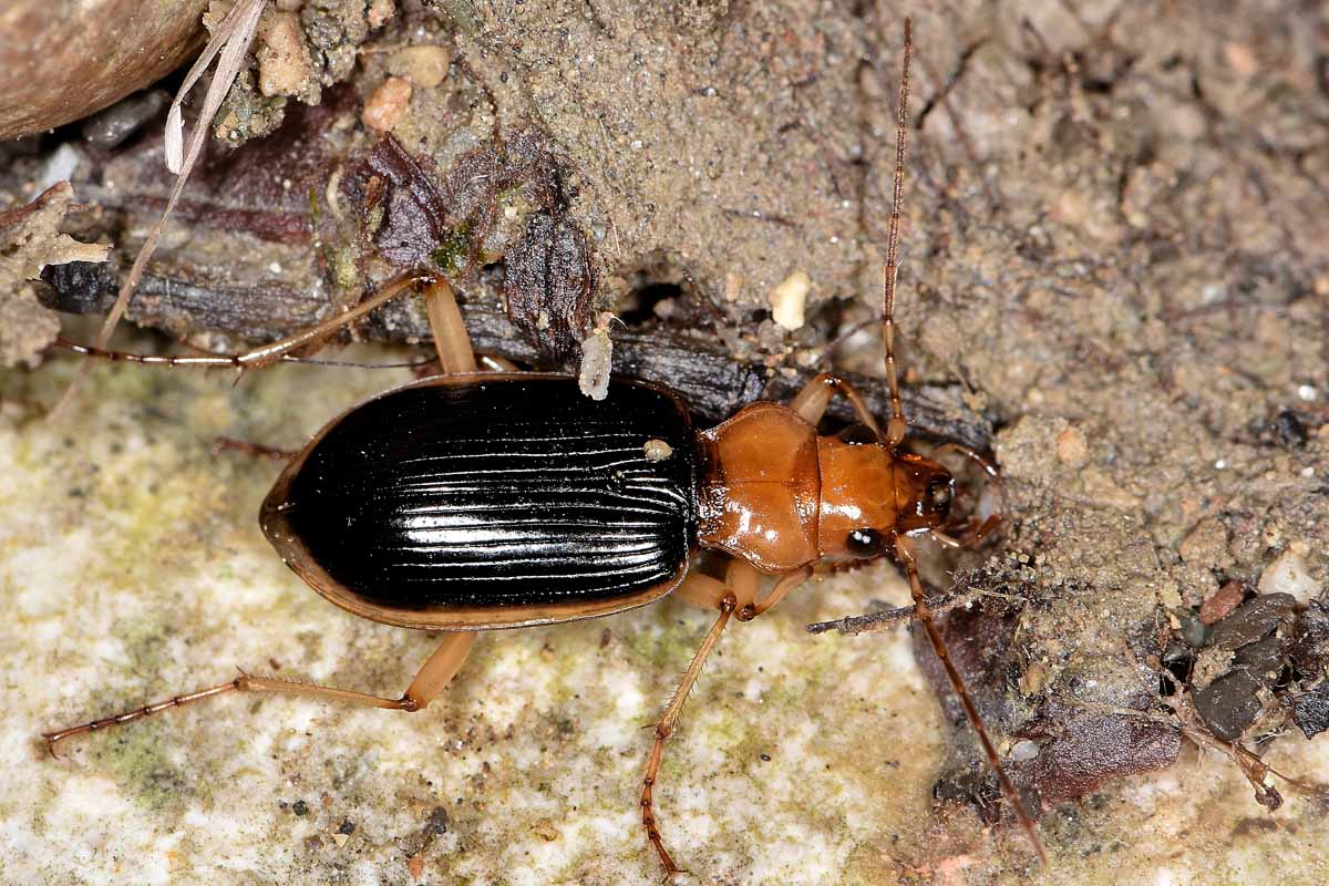 Carabidae: Tra le pietre del fiume Sangro. Nebria psammodes